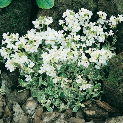 Arabis caucasica 'Variegata'