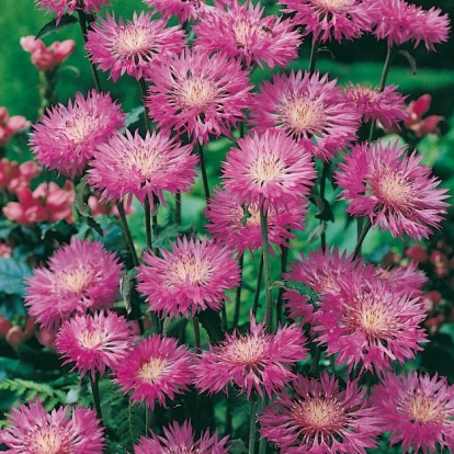 Centaurea hypoleuca 'John Coutts'