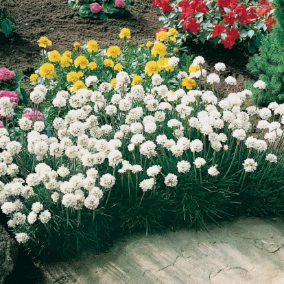 Armeria maritima 'Alba'