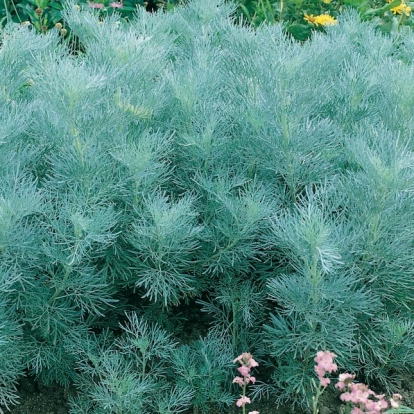 Artemisia arborescens