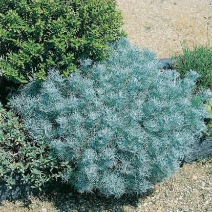 Artemisia canescens