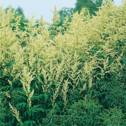 Artemisia lactiflora