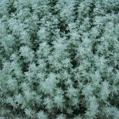 Artemisia pontica