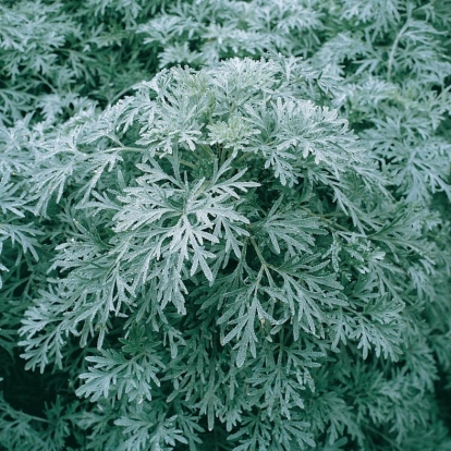 Artemisia 'Powis Castle'