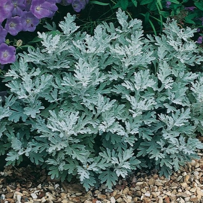 Artemisia stelleriana