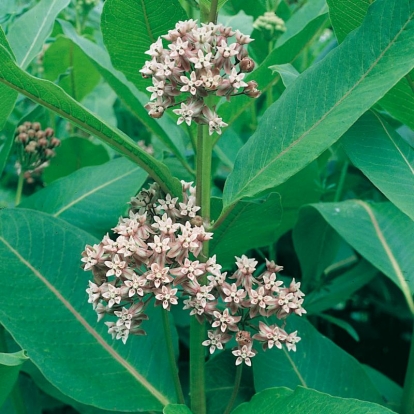 Asclepias syriaca