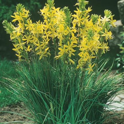 Asphodeline lutea