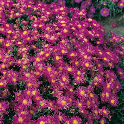 Aster 'Alice Haslam'