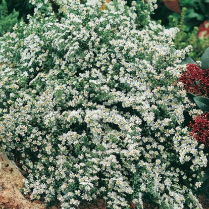 Aster 'Snow Flurry'