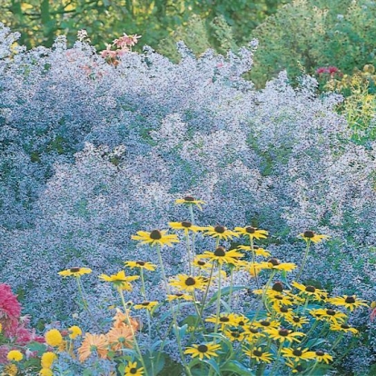 Aster ericoides 'Blue Wonder'