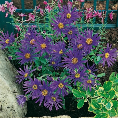 Aster amellus 'Blue King'