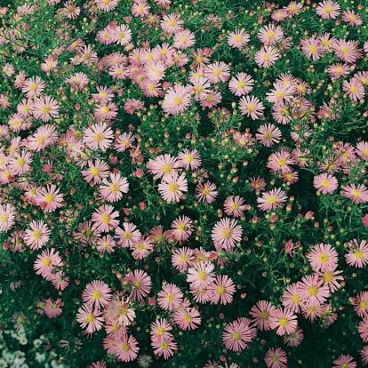 Aster 'Pink Star'