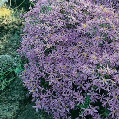 Aster sedifolius 'Nanus'