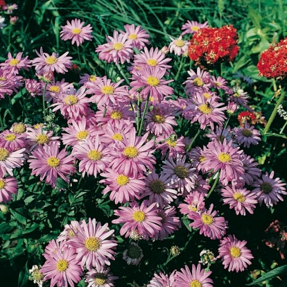 Aster x frikartii 'Flora's Delight'