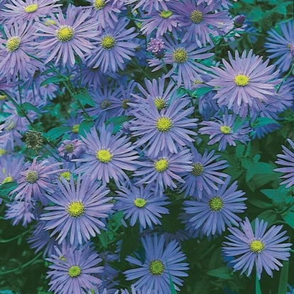 Aster x frikartii 'Mönch'