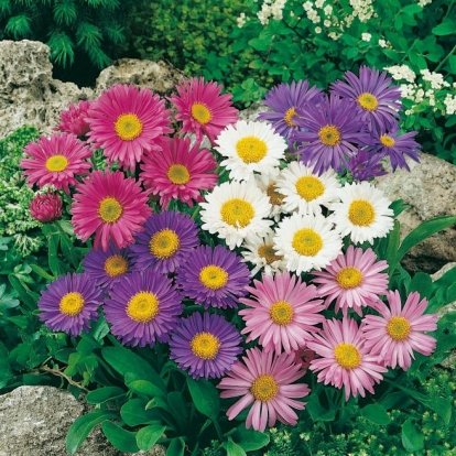 Aster alpinus