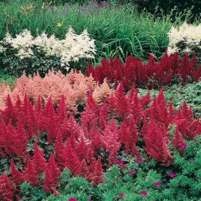 Astilbe, aiuola con differenti varietà