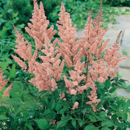 Astilbe 'Bressingham Beauty'