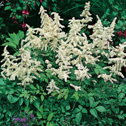 Astilbe 'Deutschland'