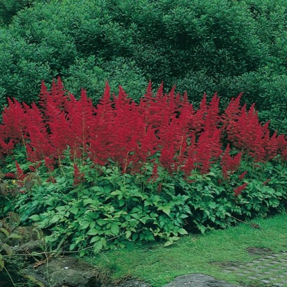 Astilbe 'Etna'