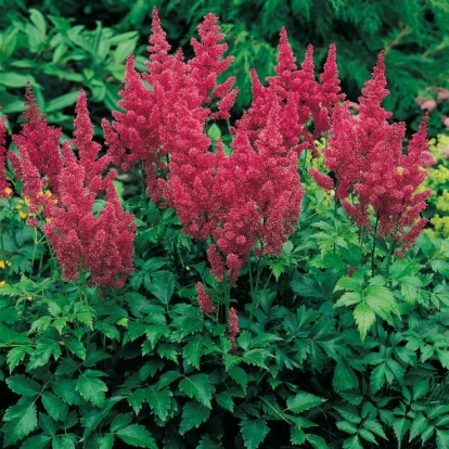 Astilbe 'Gertrud Brix'