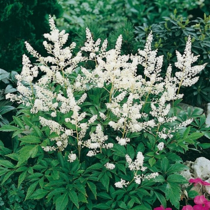 Astilbe 'Gladstone'