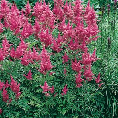 Astilbe 'Solferino'