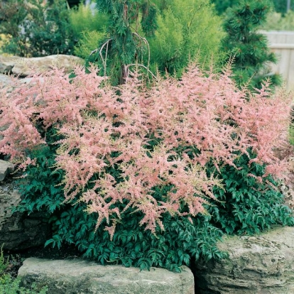 Astilbe 'Sprite'