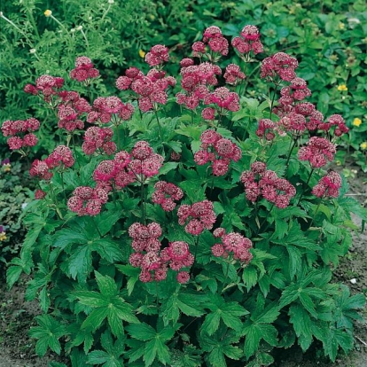 Astrantia carniolica 'Rubra'