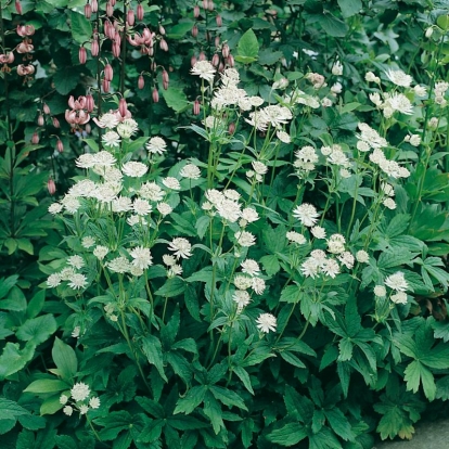 Astrantia major 'Alba'