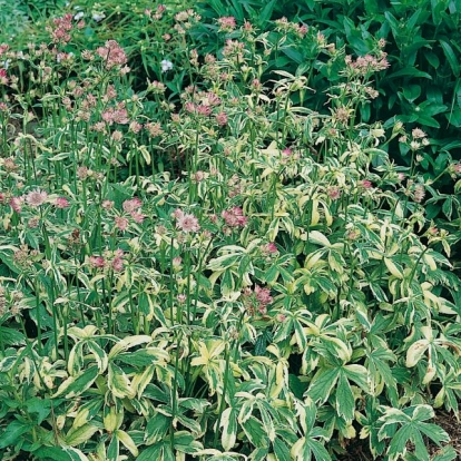 Astrantia major 'Sunningdale Variegated'