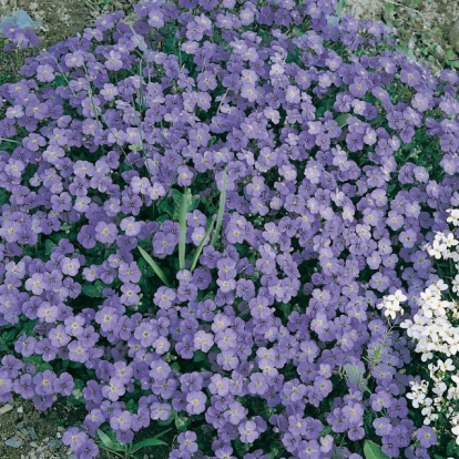 Aubrieta deltoidea var. graeca