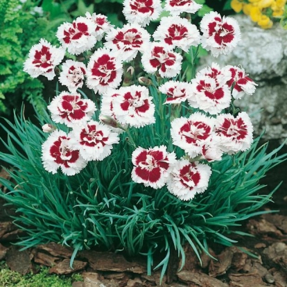 Dianthus 'Alice'