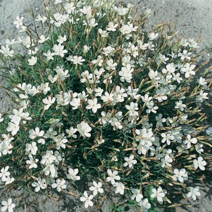 Dianthus deltoides 'Albus'