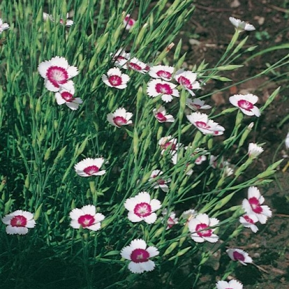 Dianthus deltoides 'Arctic Fire'