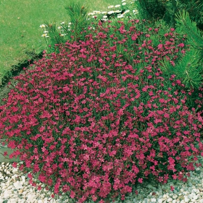 Dianthus deltoides 'Brilliant'