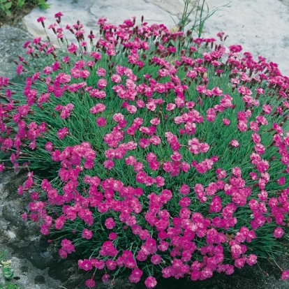 Dianthus gratianopolitanus 'Feuerhexe'