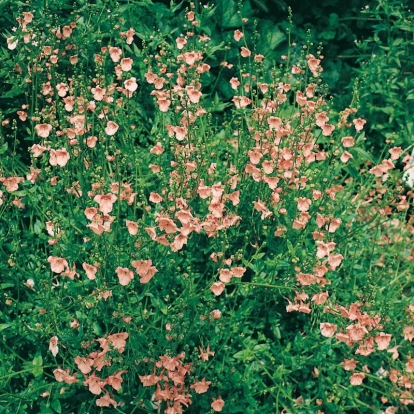 Diascia 'Blackthorn Apricot'