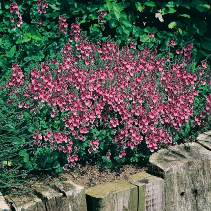 Diascia fetcaniensis