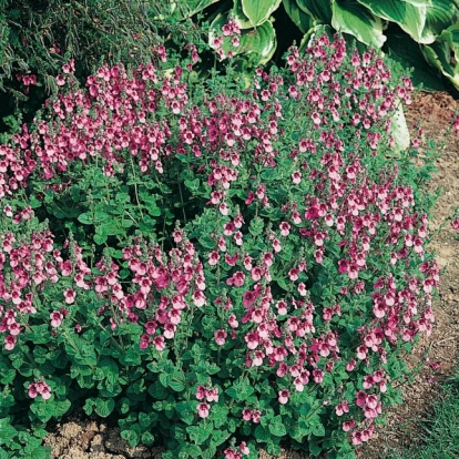 Diascia vigilis