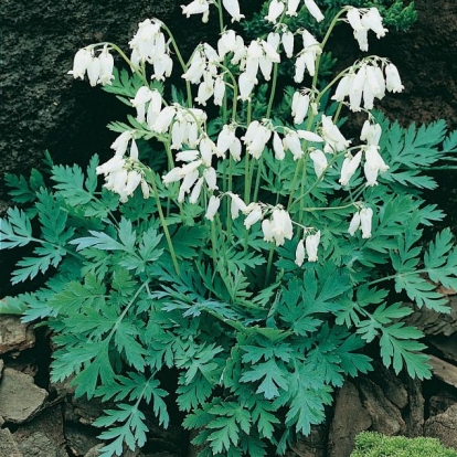 Dicentra eximia