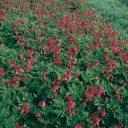 Dicentra formosa 'Adrian Bloom'