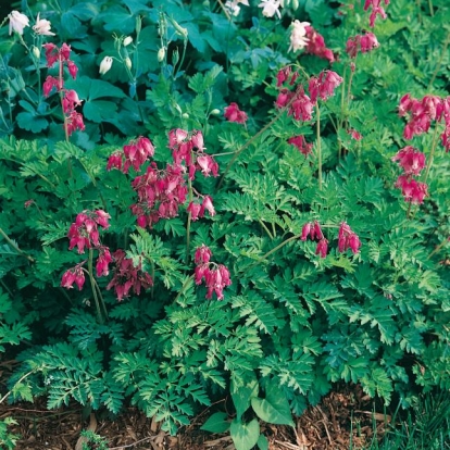 Dicentra 'Luxuriant'