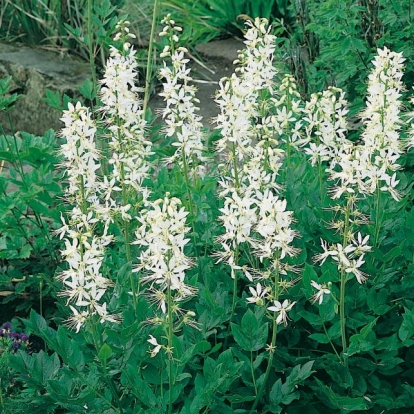 Dictamnus albus 'Albiflorus'