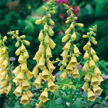 Digitalis grandiflora