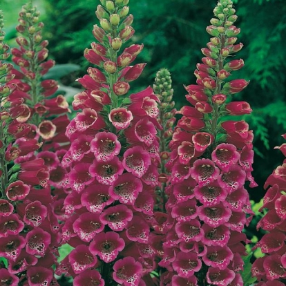 Digitalis purpurea