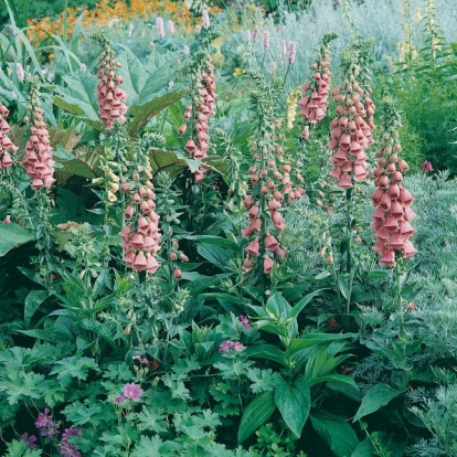 Digitalis x mertonensis