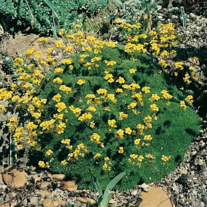 Draba sibirica