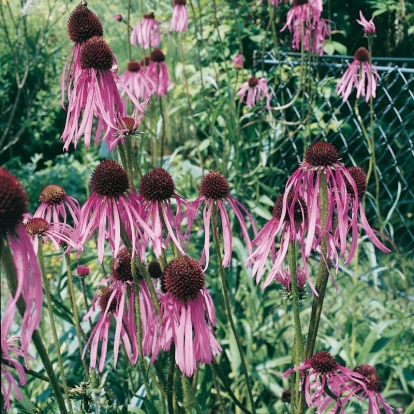 Echinacea pallida