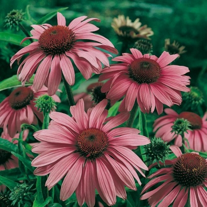 Echinacea purpurea 'Magnus'